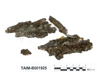 藏品(芽胞牆苔)的圖片